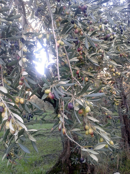 実がたわわなディベンガ農家のオリーブの木