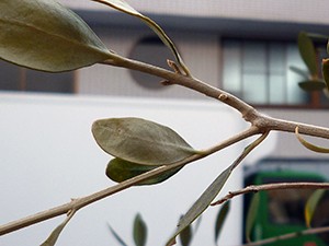 オリーブの花芽　ルッカ