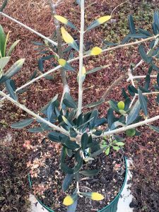 オリーブの木の栽培 2 苦土石灰 ルカニア