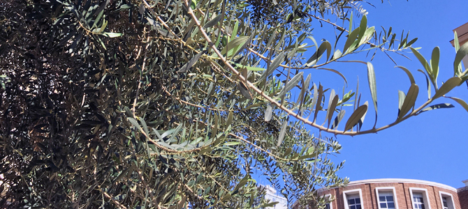 ナポリのオリーブの木